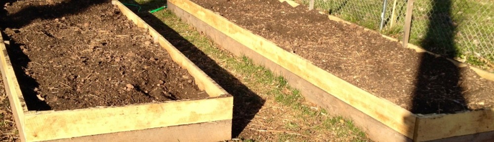 Two of our 16 x 4 foot raised beds constructed from rough-hewn oak fence boards.